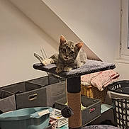 Maya participe au concours pour gagner de l'argent avec cette photo : cat, cat_tree, gray_cat, indoor, pet, furniture, storage_bins, basket, lamp, window, household_items, curious, looking, relaxed, cozy, room, domestic, sitting, toy_ball, scratching_post