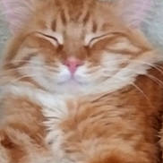 Hossam is registered to the contest to win money with this photo: animal, cat, close_up, closeup, cute, domestic_cat, ears, feline, fluffy, fur, indoor, mammal, orange_tabby, pet, pink_nose, portrait, relaxed, sleeping, sleepy, whiskers