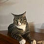 Larry is registered to the contest to win money with this photo: animal, cat, curious, domestic, ears, feline, fur, indoor, mammal, nose, paws, pet, portrait, relaxed, striped, tabby, whiskers, white_paws, wooden_surface, yellow_eyes