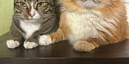 Larry joined the competition — help win amazing prizes! animal, cat, closeup, companions, cute, domestic_cat, ears, eyes, feline, fluffy_cat, fur, indoor, orange_cat, pets, portrait, resting, tabby_cat, table, two_animals, whiskers