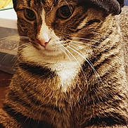 Larry is registered to the contest to win money with this photo: cat, tabby_cat, hat, black_hat, whiskers, fur, pet, animal, close_up, indoor, wooden_surface, background, cartoon, colorful, cute, domestic_cat, portrait, resting, feline, expression