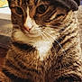 animal, background, black_hat, cartoon, cat, close_up, colorful, cute, domestic_cat, expression, feline, fur, hat, indoor, pet, portrait, resting, tabby_cat, whiskers, wooden_surface