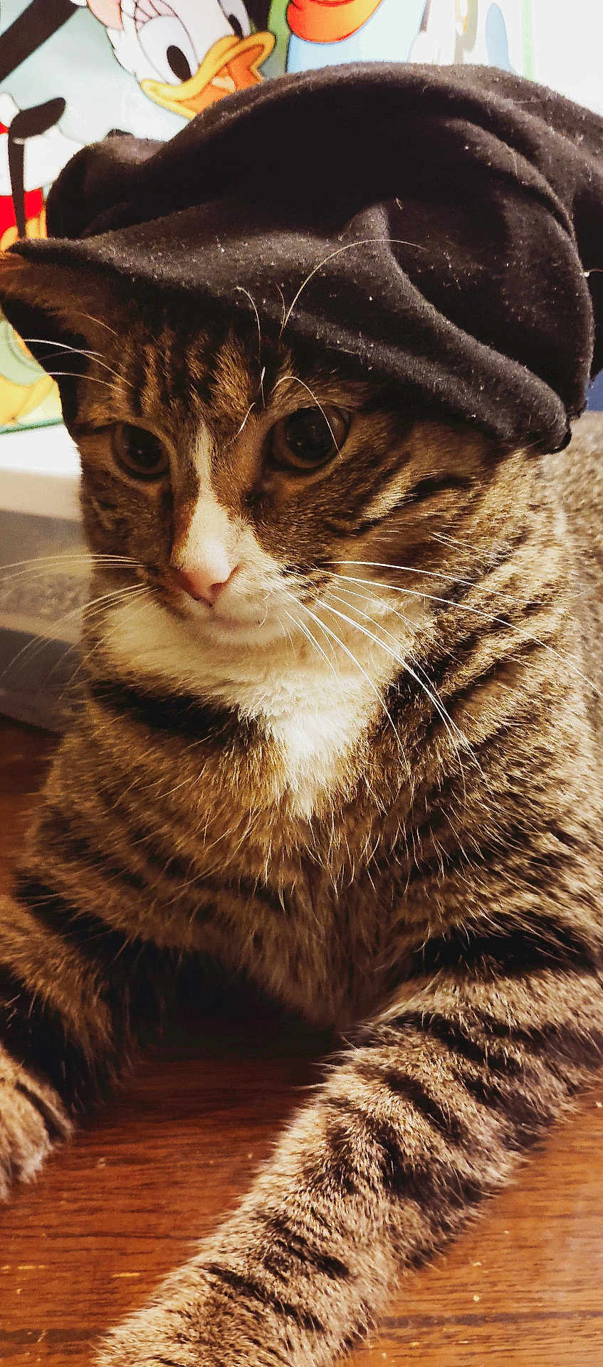 Larry is registered to the contest to win money with this photo: cat, tabby_cat, hat, black_hat, whiskers, fur, pet, animal, close_up, indoor, wooden_surface, background, cartoon, colorful, cute, domestic_cat, portrait, resting, feline, expression