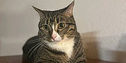 Larry is registered to the contest to win money with this photo: alert, animal, cat, closeup, curious, cute, domestic_cat, ears, feline, fur, indoor, laying_down, mammal, pet, portrait, tabby, whiskers, white_chest, white_paws, wooden_surface