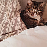 Larry is registered to the contest to win money with this photo: animal, bed, cat, cozy, curious, cute, domestic_cat, eyes, feline, fur, home, indoor, looking, pet, pillow, resting, soft_lighting, striped_pillow, tabby, whiskers