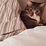 Larry is registered to the contest to win money with this photo: animal, bed, cat, cozy, curious, cute, domestic_cat, eyes, feline, fur, home, indoor, looking, pet, pillow, resting, soft_lighting, striped_pillow, tabby, whiskers