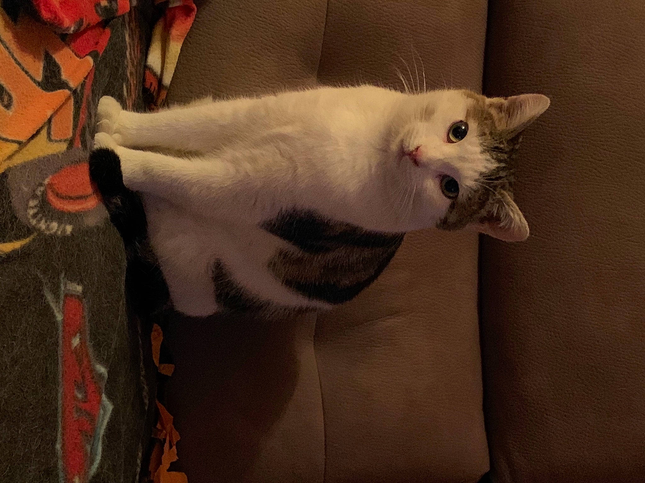 Sheldon participe au concours pour gagner de l'argent avec cette photo : asian, carnivore, cat, colorpoint_shorthair, domestic_short_haired_cat, ear, felidae, fur, japanese_bobtail, khao_manee, small_to_medium_sized_cats, tail, turkish_angora, turkish_van, whiskers