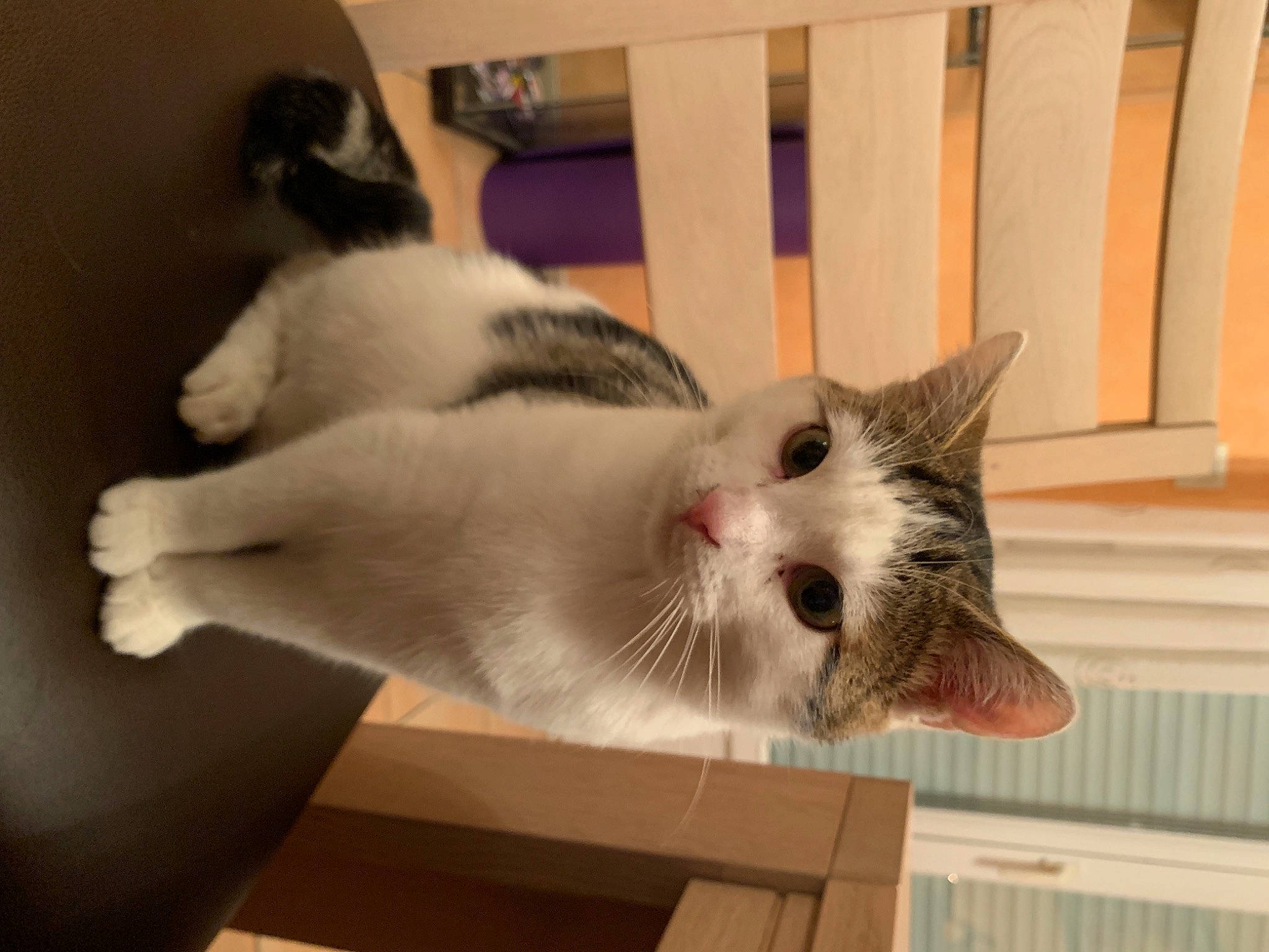 Sheldon participe au concours pour gagner de l'argent avec cette photo : aegean_cat, carnivore, cat, domestic_short_haired_cat, ear, european_shorthair, felidae, fur, kitten, polydactyl_cat, small_to_medium_sized_cats, tail, turkish_van, whiskers