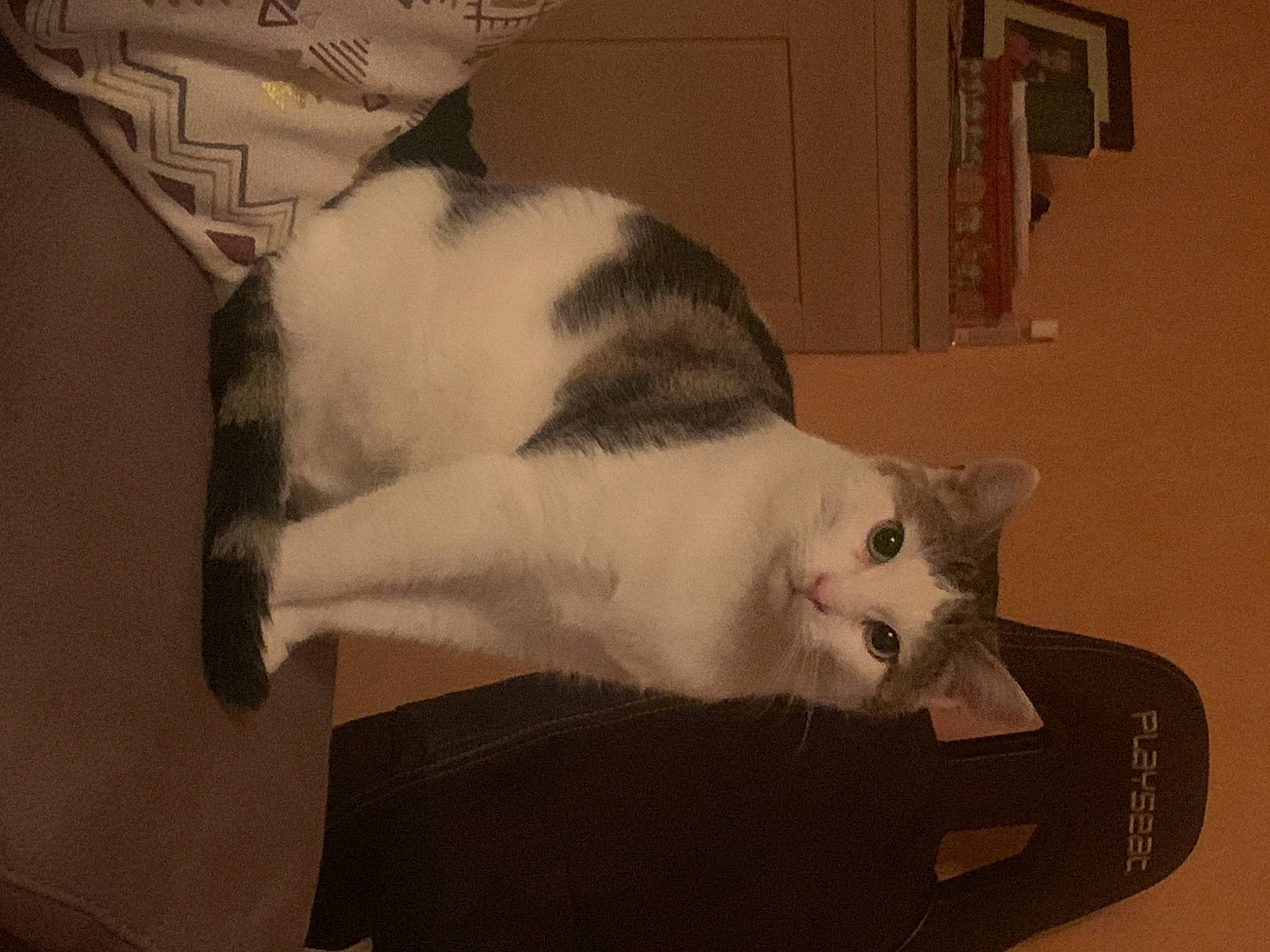 Sheldon participe au concours pour gagner de l'argent avec cette photo : box, carnivore, cat, domestic_short_haired_cat, ear, european_shorthair, felidae, fur, furniture, kitten, norwegian_forest_cat, paw, polydactyl_cat, small_to_medium_sized_cats, tail, turkish_van, whiskers