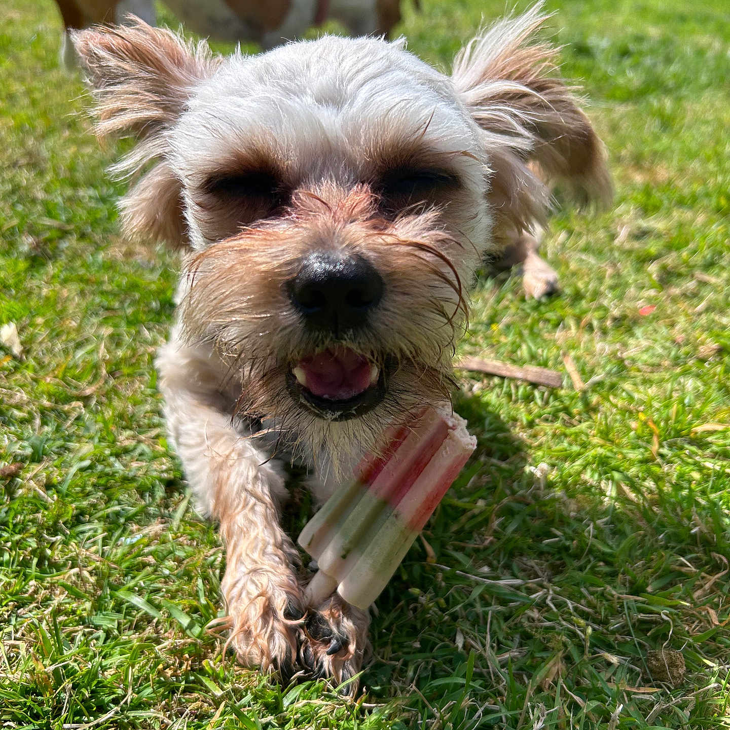 Toby is registered to the contest to win money with this photo: accessories, animal, canine, cream, dessert, dog, field, food, grass, grassland, icecream, lawn, nature, outdoors, pet, plant, poodle, puppy, strap, terrier