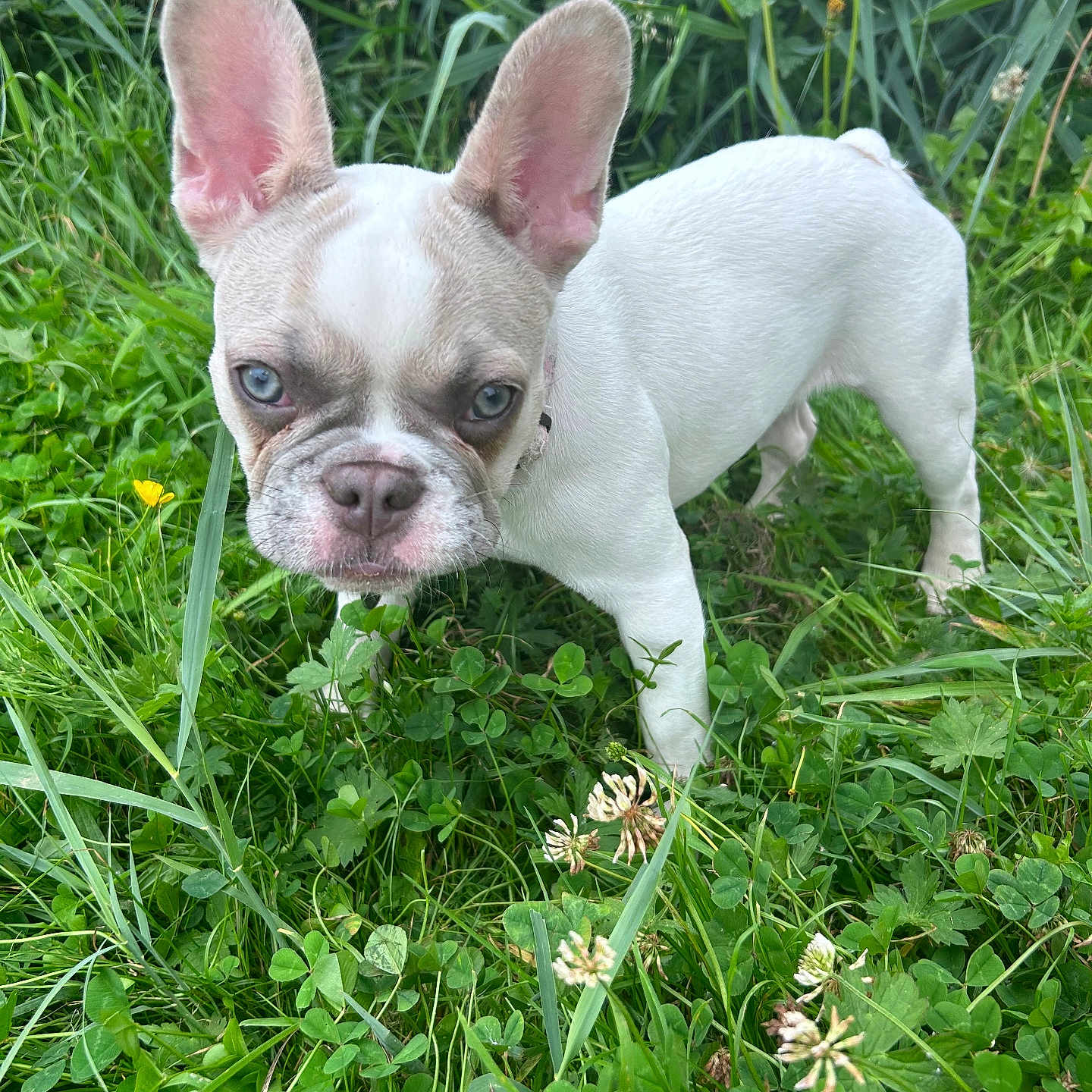 Nala