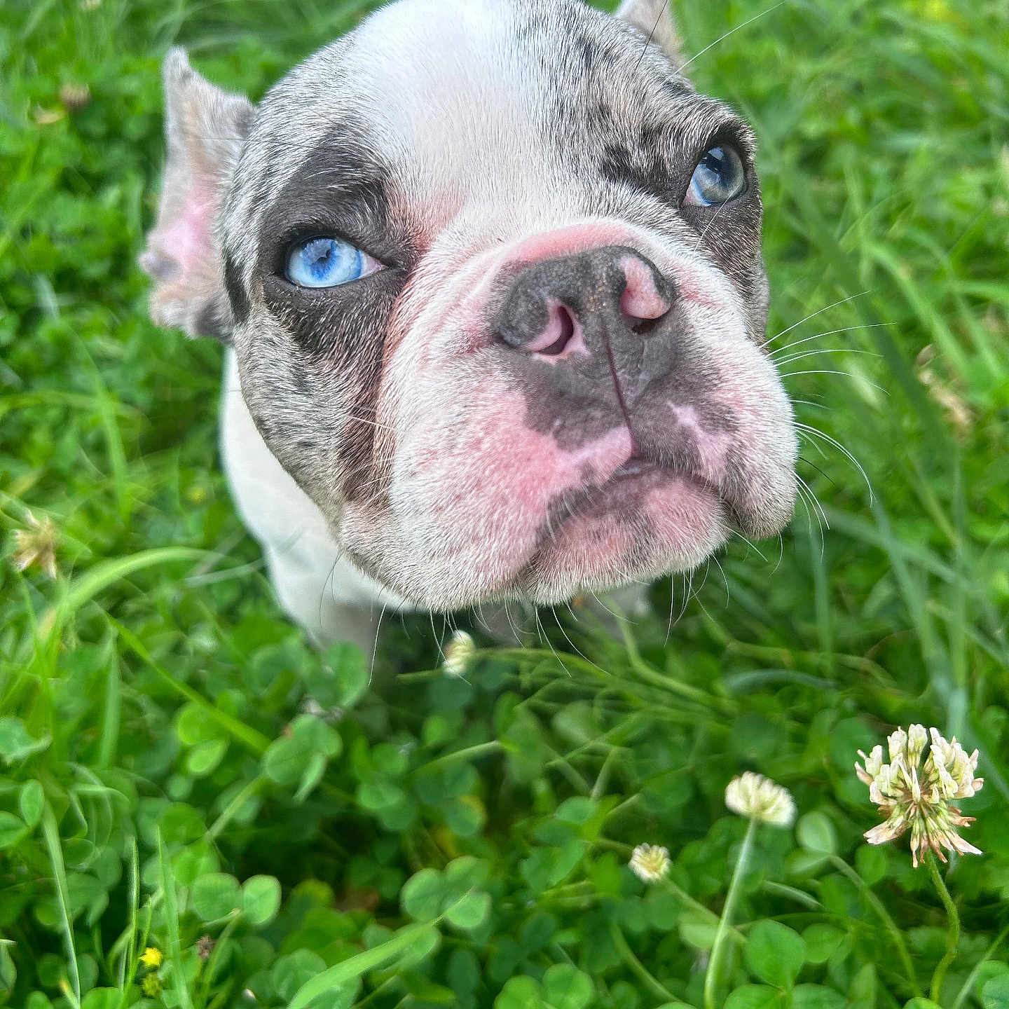 Hugo