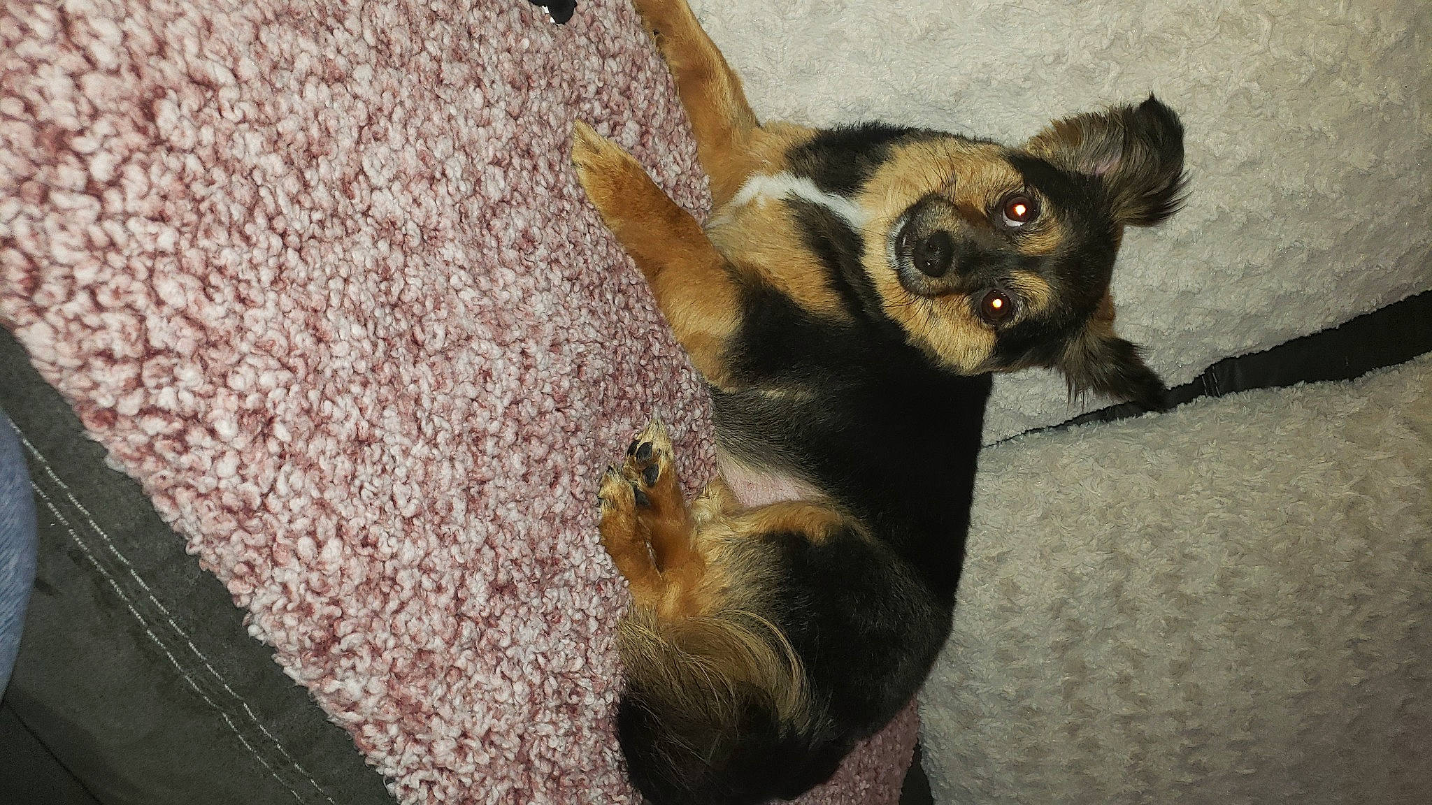 Lyla is registered to the contest to win money with this photo: canidae, carnivore, claw, companion_dog, dog, dog_breed, dog_supply, fawn, flooring, fur, paw, puppy, snout, sporting_group, tail, terrestrial_animal, toy_dog, whiskers, wildlife, working_dog