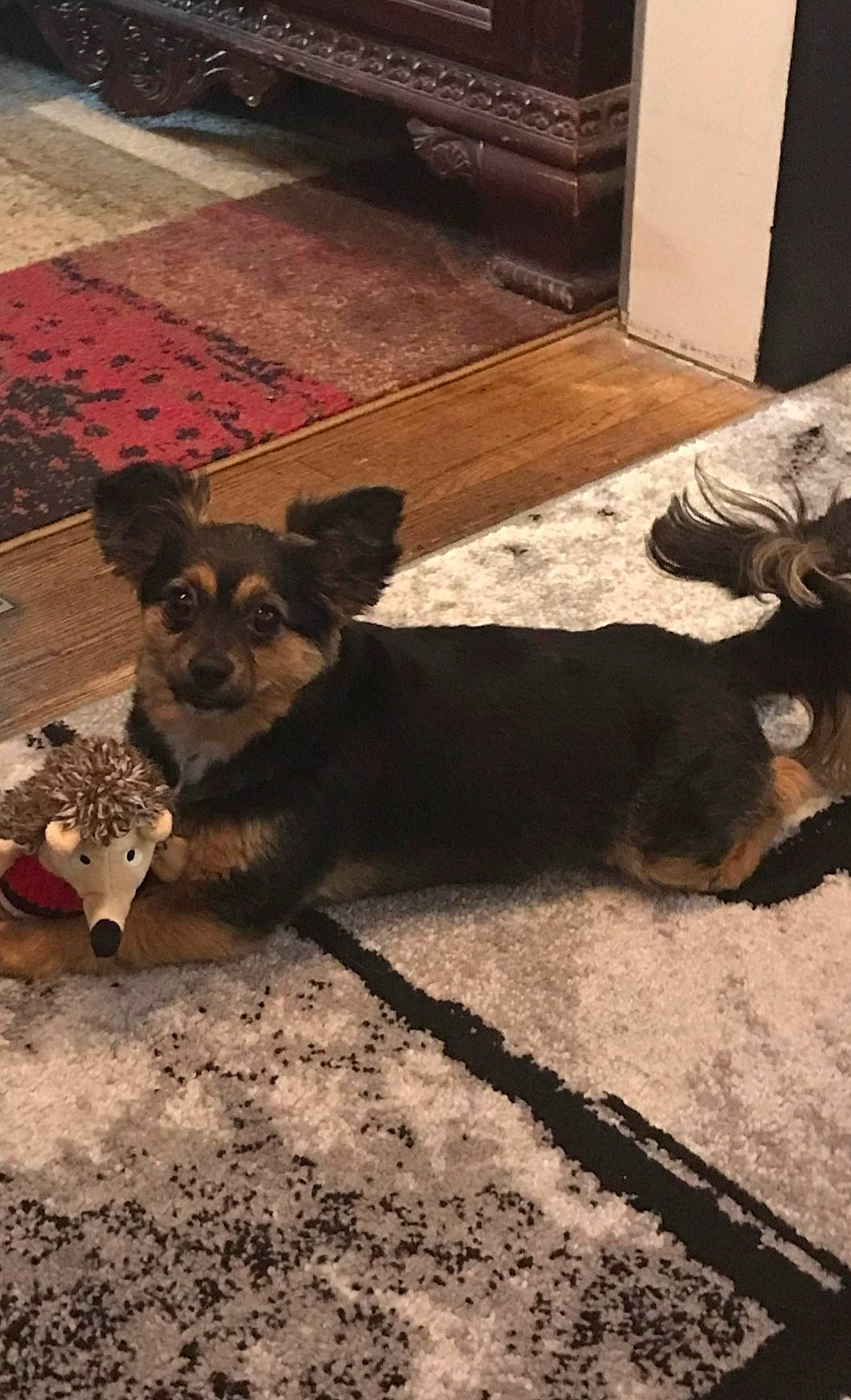 Lyla joined the competition — help win amazing prizes! carnivore, companion_dog, dog, dog_breed, fawn, felidae, floor, flooring, hardwood, road_surface, small_to_medium_sized_cats, snout, soil, tail, terrestrial_animal, tints_and_shades, toy_dog, whiskers, wood, working_animal