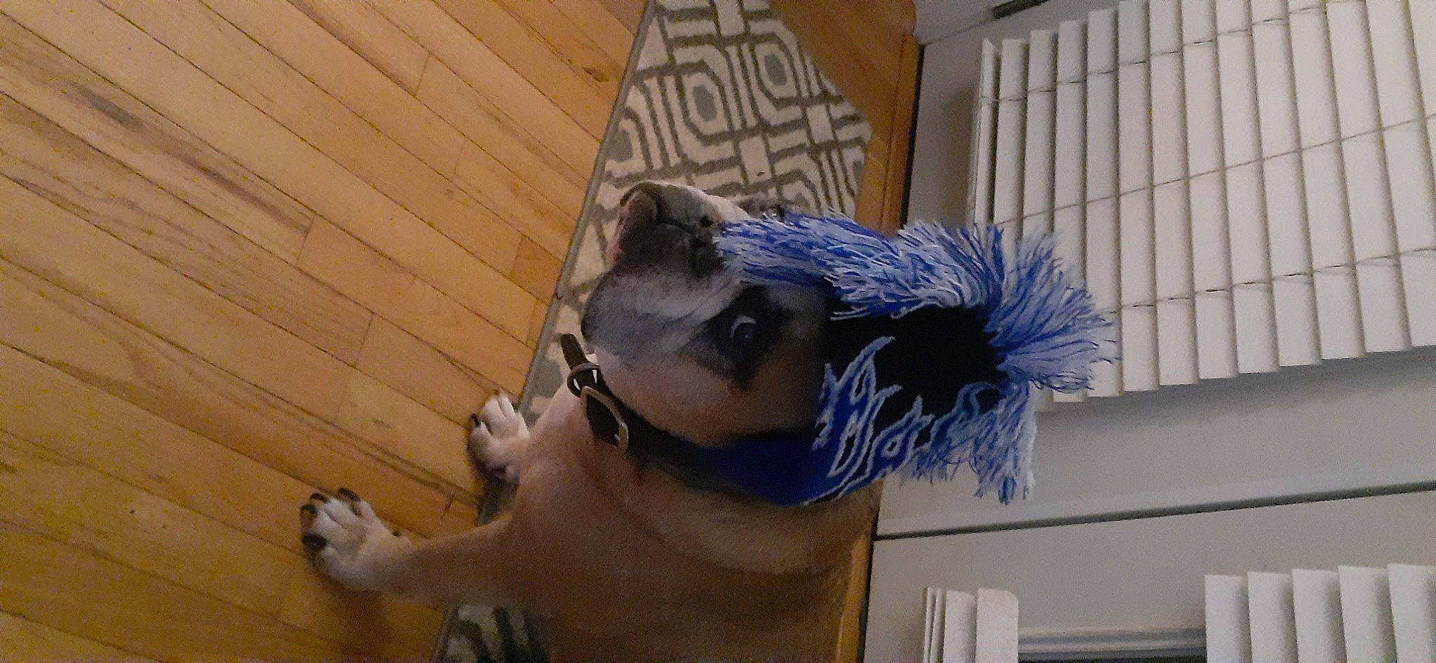 Bit joined the competition — help win amazing prizes! ear, electric_blue, hair, mohawk_hairstyle