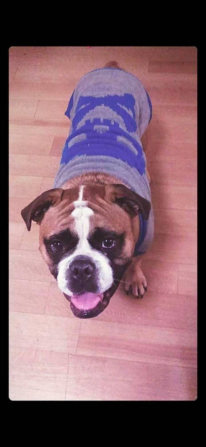 Bit is registered to the contest to win money with this photo: american_bulldog, australian_bulldog, boxer, bulldog, canidae, carnivore, companion_dog, dog, dog_breed, fawn, mammal, non_sporting_group, old_english_bulldog, olde_english_bulldogge, rare_breed_dog, renascence_bulldogge, snout, sporting_group, toy_bulldog, valley_bulldog