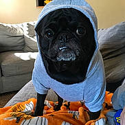 Carl joined the competition — help win amazing prizes! animal, black_dog, blanket, clothing, couch, cozy, cute, dog, domestic, furniture, hoodie, indoor, living_room, orange_blanket, pet, pet_clothing, portrait, pug, small_dog, underbite
