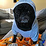 animal, black_dog, blanket, clothing, couch, cozy, cute, dog, domestic, furniture, hoodie, indoor, living_room, orange_blanket, pet, pet_clothing, portrait, pug, small_dog, underbite