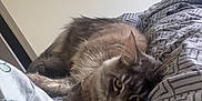 Akio participe au concours pour gagner de l'argent avec cette photo : bed, bedding, blanket, cat, close_up, cozy, duvet, feline, fur, gaze, gray_cat, human_leg, indoor, pajamas, pattern, pet, pillow, relaxed, sleepy, whiskers