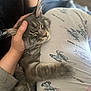 Akio participe au concours pour gagner de l'argent avec cette photo : cat, close_up, cozy, domestic_animal, fabric, fur, hand, human_hand, indoor, kitten, lap, pajamas, paw, person_arm, pet, portrait, relaxed, sleeping, snuggling, whiskers