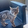 Akio participe au concours pour gagner de l'argent avec cette photo : balcony, cat, close_up, domestic_animal, feline, fur, green_eyes, grey_cat, kitten, looking_at_camera, outdoor, paws, pet, plastic_chair, pointed_ears, portrait, sitting, sunlight, texture, whiskers