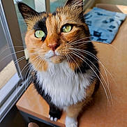 Lixy participe au concours pour gagner de l'argent avec cette photo : cat, calico, feline, pet, whiskers, green_eyes, table, indoor, window, blanket, fur, closeup, domestic_animal, looking_up, curious, sunlight, chair, cozy, home, orange