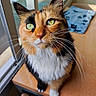 cat, calico, feline, pet, whiskers, green_eyes, table, indoor, window, blanket, fur, closeup, domestic_animal, looking_up, curious, sunlight, chair, cozy, home, orange