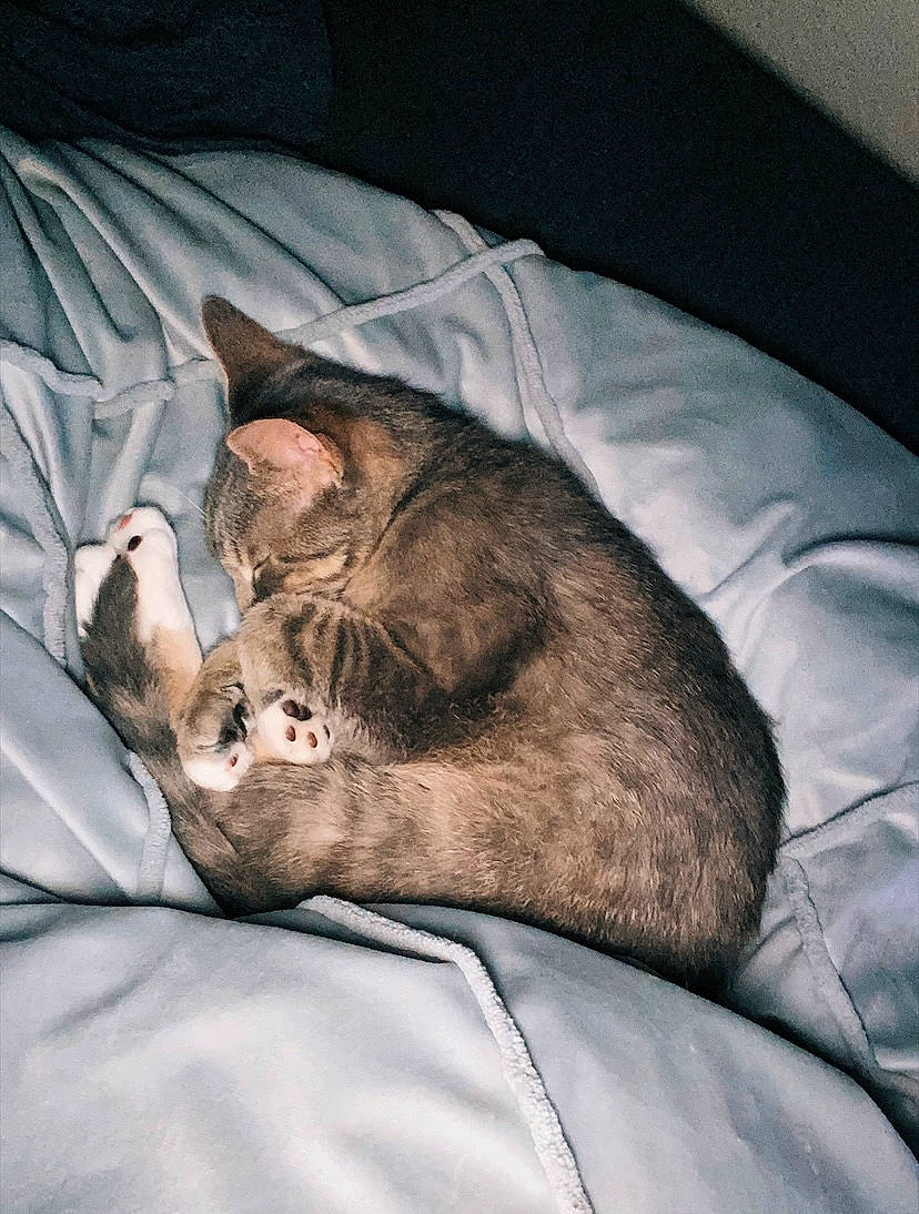 Baker is registered to the contest to win money with this photo: bed, bedding, carnivore, cat, comfort, domestic_short_haired_cat, ear, fawn, felidae, fur, grey, linens, mammal, nap, paw, small_to_medium_sized_cats, snout, tail, vertebrate, whiskers