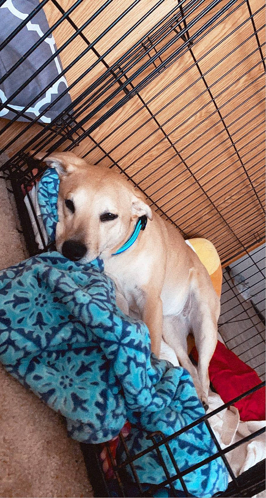 Molly joined the competition — help win amazing prizes! canidae, carnivore, companion_dog, couch, dog, dog_breed, dog_supply, electric_blue, fawn, fur, linens, mammal, pet_supply, snout, sporting_group, tail, terrestrial_animal, toy, whiskers, working_animal