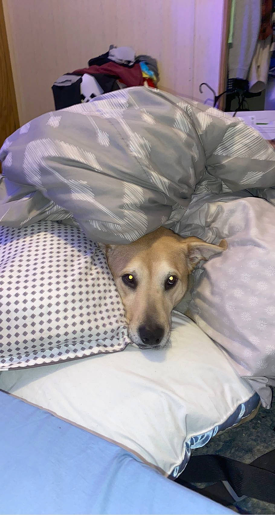 Molly joined the competition — help win amazing prizes! bed, bed_sheet, bedding, canidae, carnivore, chair, comfort, companion_dog, dog, dog_breed, fawn, fur, laptop, linens, rampur_greyhound, sighthound, snout, sporting_group, terrestrial_animal, working_animal