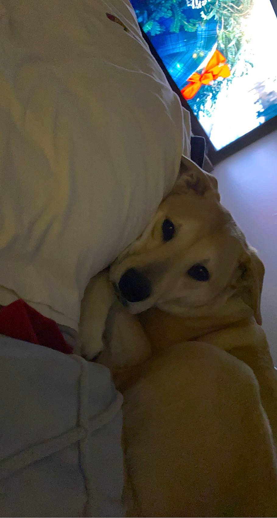 Molly is registered to the contest to win money with this photo: canidae, carnivore, comfort, companion_dog, display_device, dog, dog_breed, fawn, flooring, fun, fur, linens, non_sporting_group, room, selfie, snout, sporting_group, stuffed_toy, toy_dog, working_animal