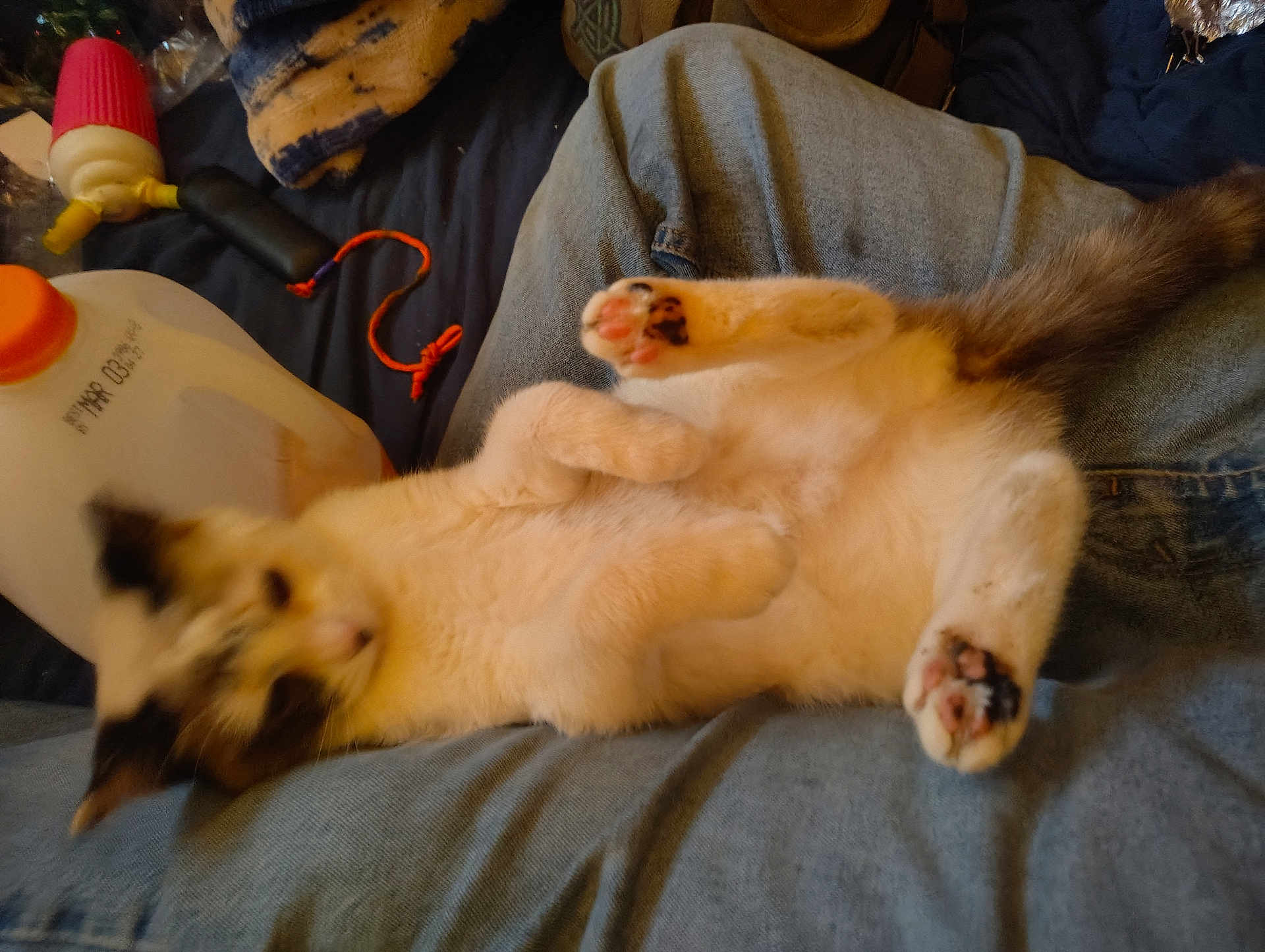 Shiner is registered to the contest to win money with this photo: cat, animal, pet, paw, fur, lying_down, denim, fabric, indoor, blurred, orange_cap, plastic_container, blanket, black_and_white, tail, relaxed, soft, cute, claws, pink_paw