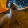 cat, indoor, blurry, soft_focus, white_cat, yellow_tent, bed, feline, pet, animal, resting, furniture, cute, domestic, cozy, blurred_background, spot, ear, paw, relax