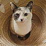 Shiner joined the competition — help win amazing prizes! basket, calico_cat, cat, close_up, cozy, cute, ears, eyes, feline, fur, indoor, looking_up, pattern, pet, portrait, sitting, straw, texture, whiskers, woven_basket