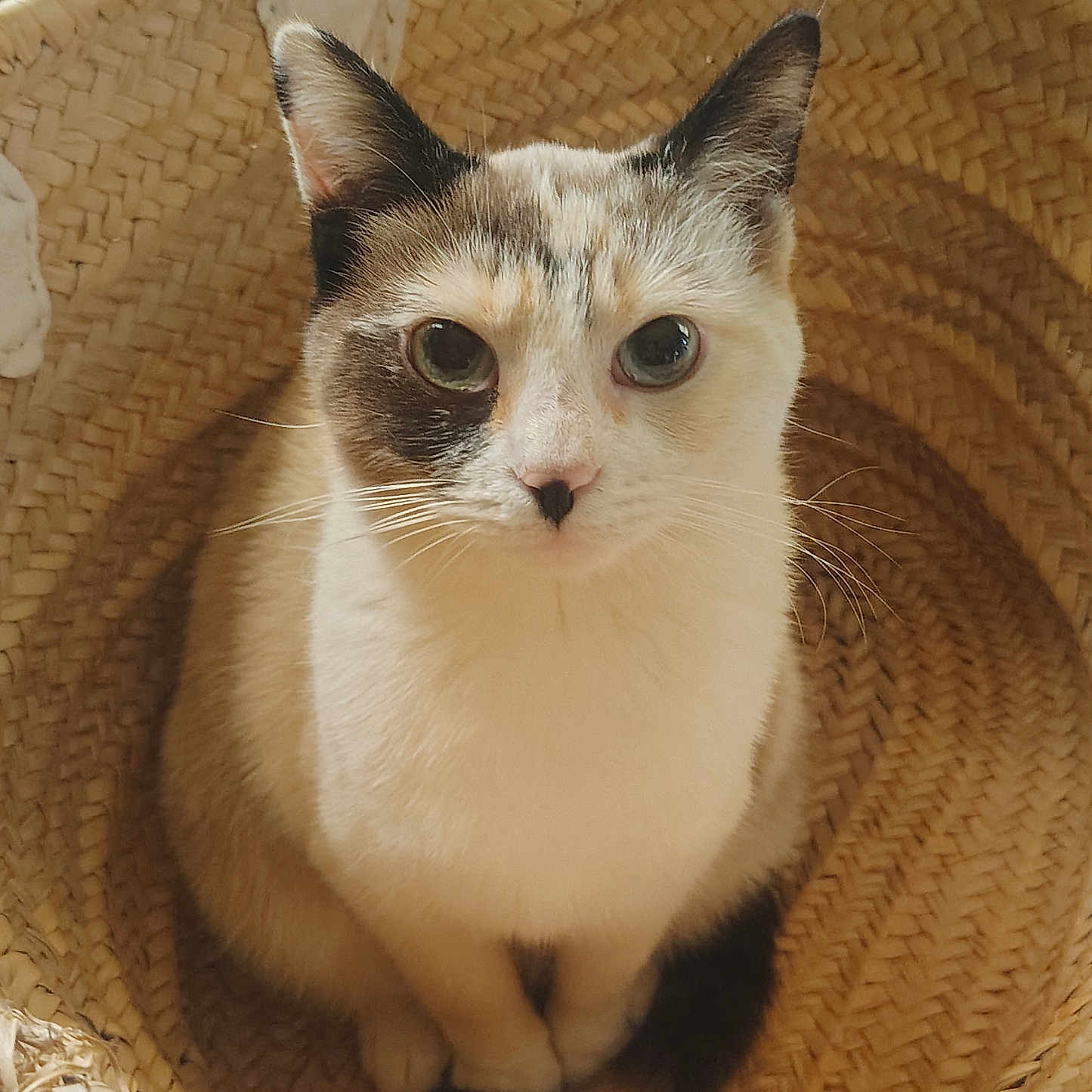 Shiner joined the competition — help win amazing prizes! basket, calico, cat, close_up, cozy, curious, ears, eyes, feline, fur, homedecor, indoor, paws, pet, portrait, sitting, tail, texture, whiskers, woven_basket