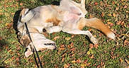 Theo joined the competition — help win amazing prizes! animal, autumn, canine, daytime, dog, fall, fur, grass, happy, leash, leaves, lying_down, nature, outdoor, paw, pet, playful, relaxing, sunlight, sunny