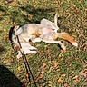 Theo joined the competition — help win amazing prizes! dog, grass, leaves, sunlight, outdoor, pet, animal, canine, relaxing, playful, nature, fall, autumn, leash, lying_down, sunny, daytime, fur, happy, paw