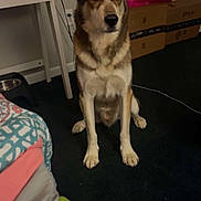 Theo is registered to the contest to win money with this photo: dog, heterochromia, indoor, carpet, desk, cardboard_boxes, bedspread, pet, animal, brown_and_white, sitting, curious, calm, household, floor, furniture, room, domestic, canine, companion