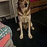 dog, heterochromia, indoor, carpet, desk, cardboard_boxes, bedspread, pet, animal, brown_and_white, sitting, curious, calm, household, floor, furniture, room, domestic, canine, companion