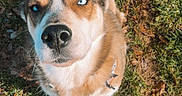 Theo joined the competition — help win amazing prizes! dog, blue_eyes, leash, grass, outdoor, person, footwear, brown_fur, pet, animal, curious, looking_up, daylight, nature, canine, walking, casual, shoes, playing, companion