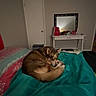 dog, bedroom, blanket, bed, furniture, mirror, door, indoor, pet, cozy, resting, curled_up, carpet, table, household, comfort, brown_dog, quiet, relaxed, soft_lighting
