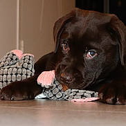 Alto participe au concours pour gagner de l'argent avec cette photo : puppy, dog, chocolate_labrador, toy, indoor, floor, pet, animal, cute, playful, lying_down, brown_fur, young_dog, looking_up, soft_toy, closeup, domestic_animal, adorable, resting, canine