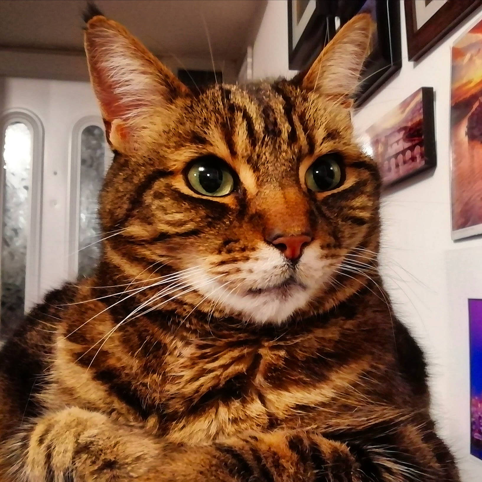 Jeffrey joined the competition — help win amazing prizes! art, carnivore, cat, domestic_short_haired_cat, eye, felidae, fur, iris, metal, paw, picture_frame, rectangle, small_to_medium_sized_cats, snout, square, terrestrial_animal, tree, whiskers, wildlife, window