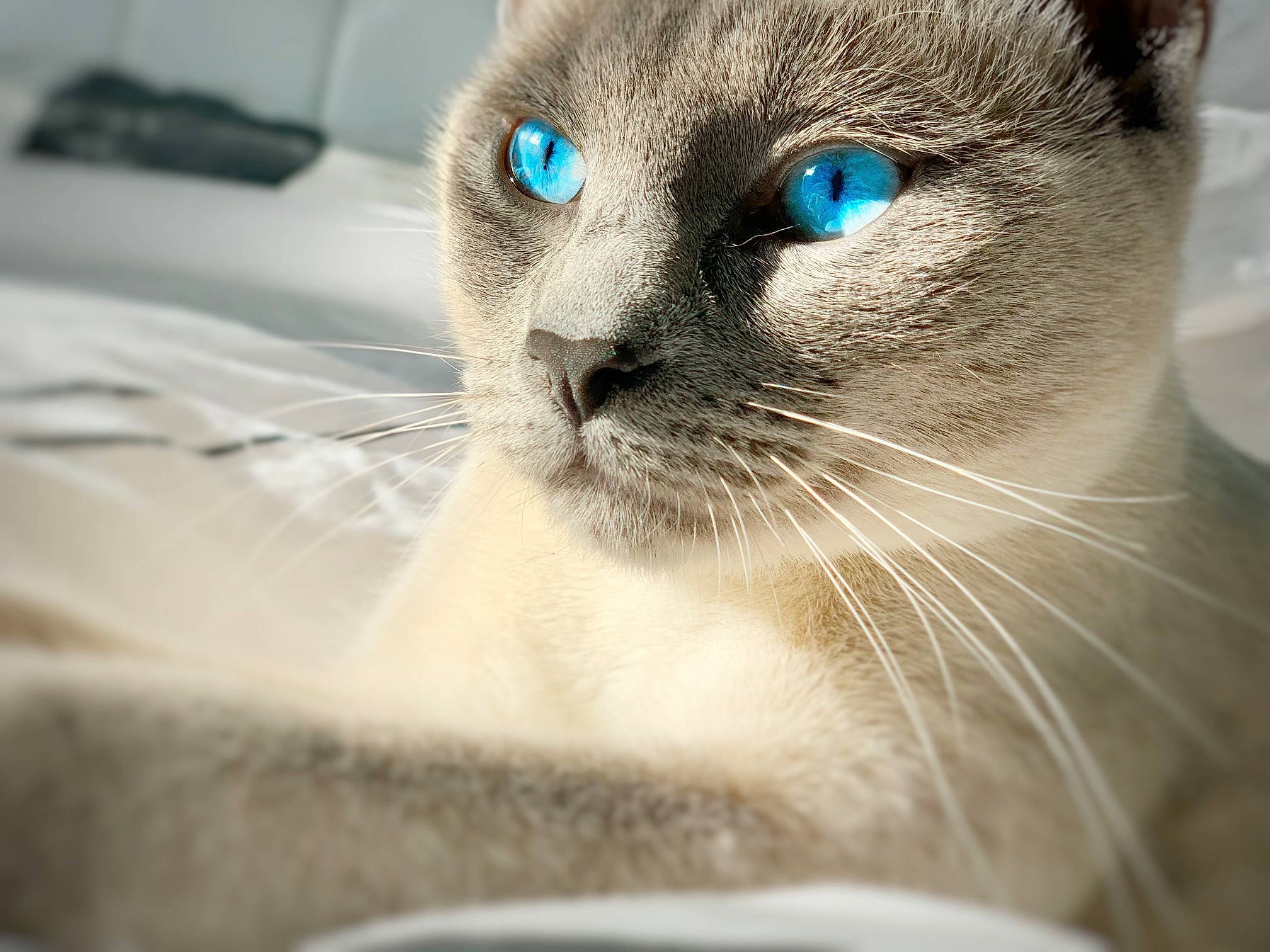 Mavis participe au concours pour gagner de l'argent avec cette photo : balinese, birman, carnivore, cat, close_up, domestic_short_haired_cat, eyelash, fawn, felidae, fur, pet_supply, siamese, small_to_medium_sized_cats, snout, terrestrial_animal, thai, whiskers