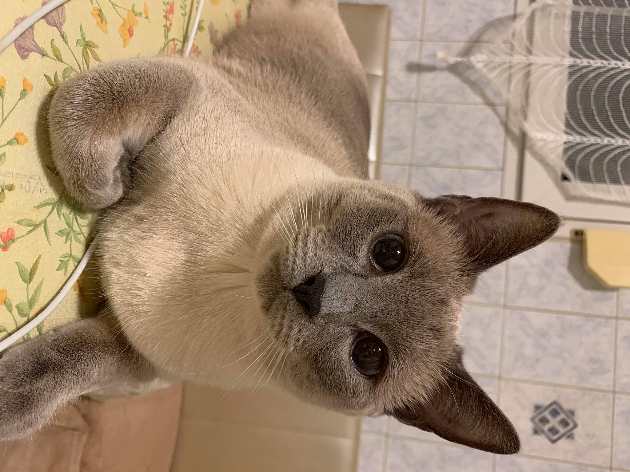 Mavis participe au concours pour gagner de l'argent avec cette photo : beige, carnivore, cat, comfort, creative_arts, domestic_short_haired_cat, fawn, felidae, fur, grey, paw, siamese, small_to_medium_sized_cats, snout, tail, terrestrial_animal, whiskers, working_animal