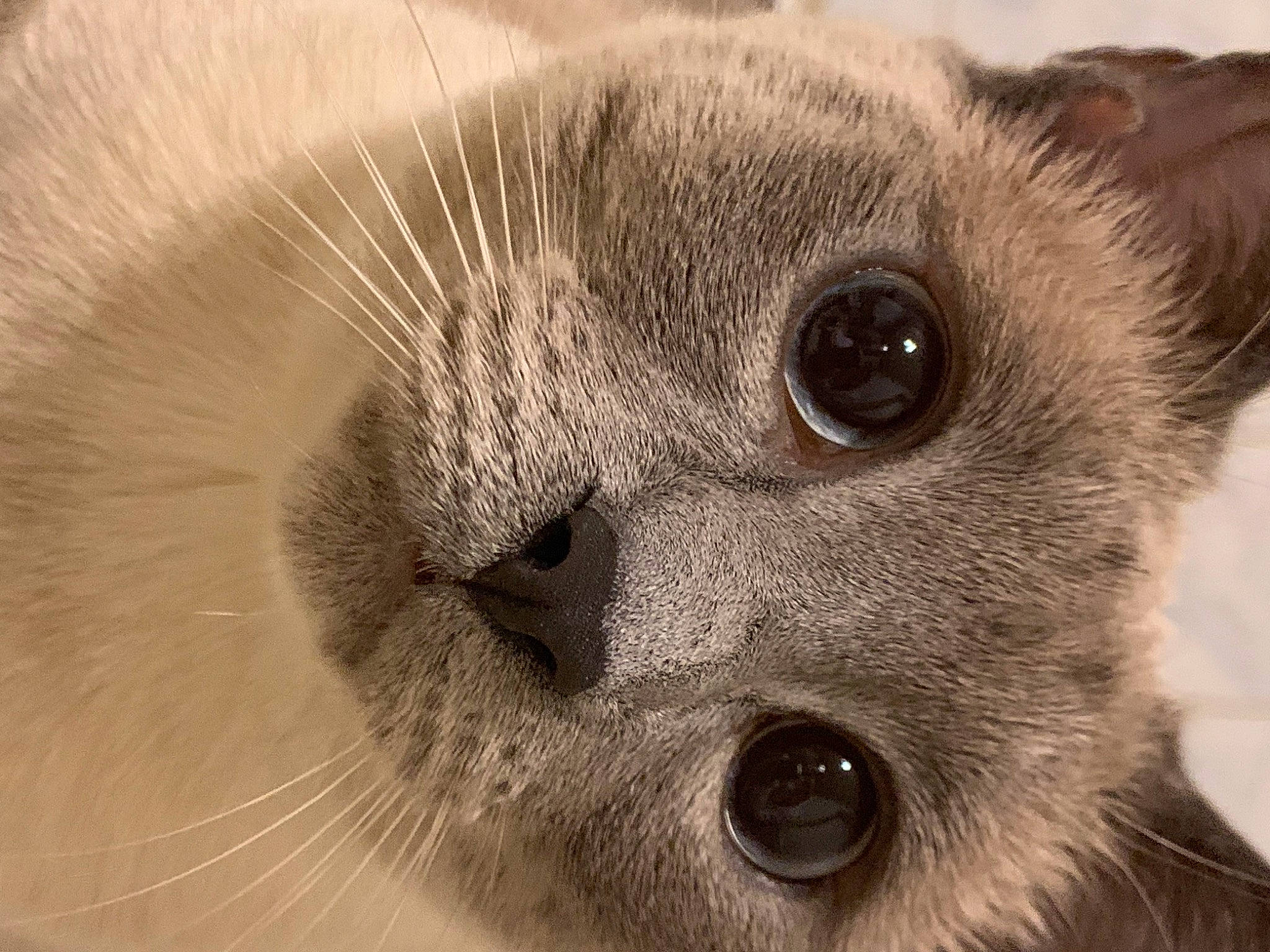 Mavis participe au concours pour gagner de l'argent avec cette photo : carnivore, cat, close_up, domestic_short_haired_cat, fawn, felidae, fur, head, no_expression, russian_blue, siamese, small_to_medium_sized_cats, snout, terrestrial_animal, whiskers