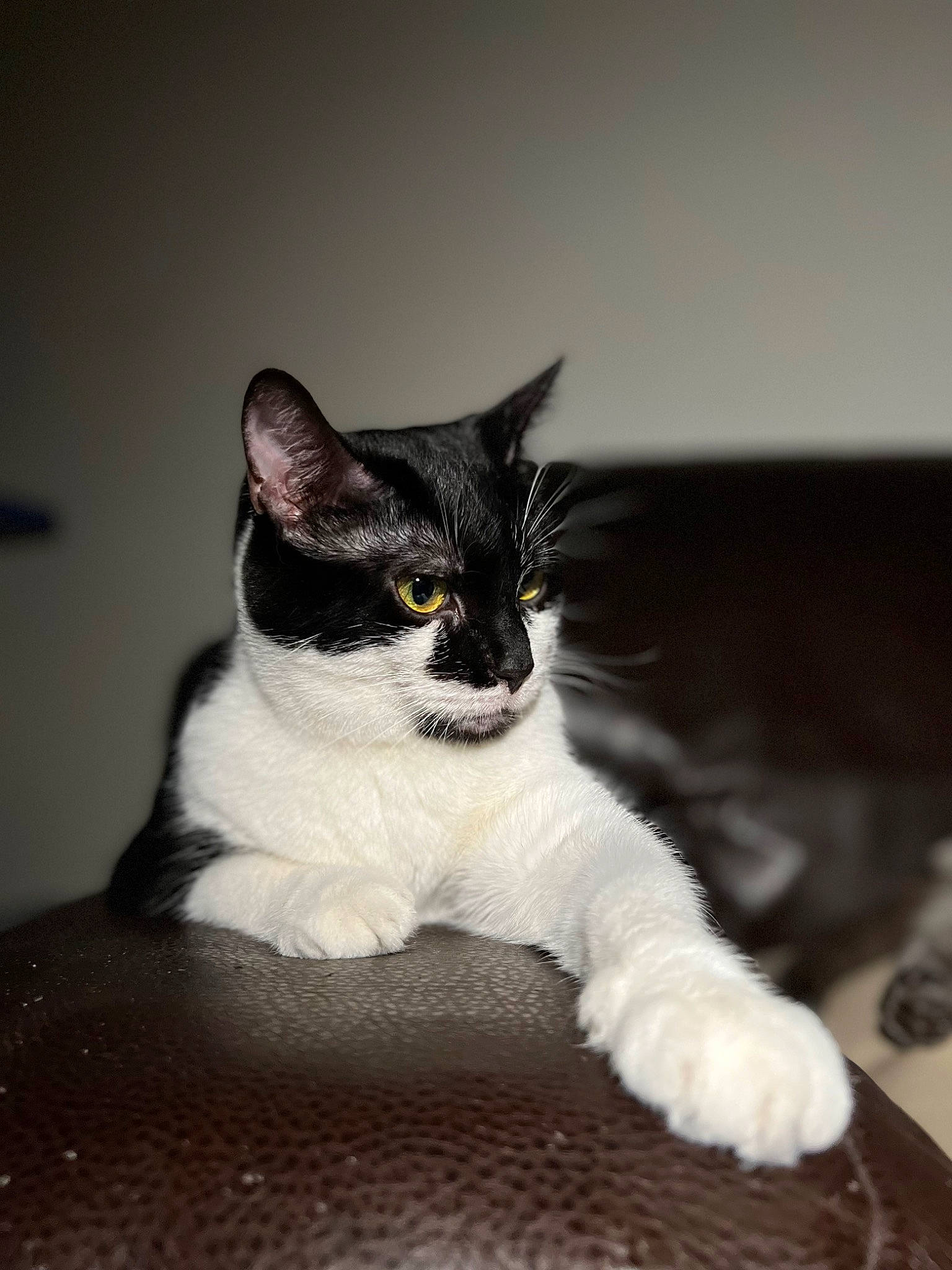 Princesse Maya a rejoint le concours — aidez-le/la à gagner de superbes lots ! black_cat, carnivore, cat, claw, comfort, darkness, domestic_short_haired_cat, eye, felidae, fur, grey, monochrome_photography, paw, sitting, small_to_medium_sized_cats, snout, tail, terrestrial_animal, tree, whiskers