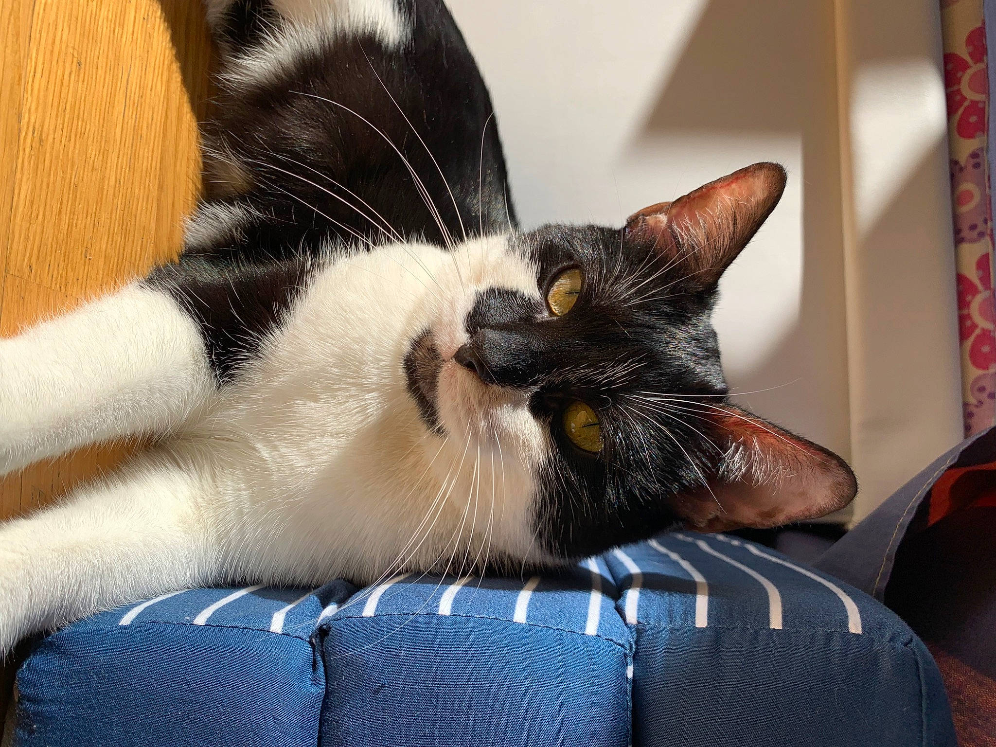 Princesse Maya participe au concours pour gagner de l'argent avec cette photo : bored, carnivore, cat, claw, comfort, domestic_short_haired_cat, ear, eye, felidae, fur, human_leg, lap, leg, nap, paw, sitting, small_to_medium_sized_cats, snout, tail, whiskers