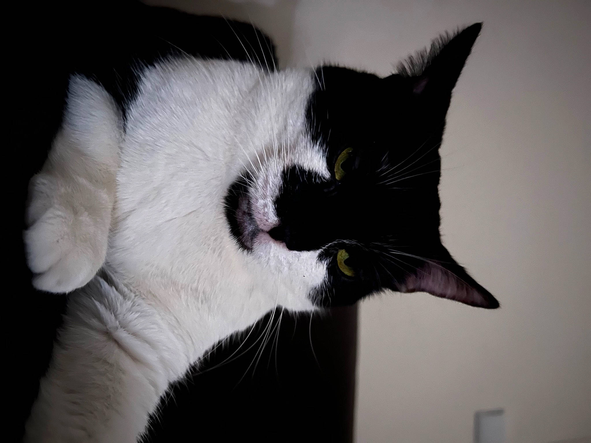 Princesse Maya participe au concours pour gagner de l'argent avec cette photo : carnivore, cat, domestic_short_haired_cat, ear, felidae, fur, monochrome, monochrome_photography, paw, small_to_medium_sized_cats, snout, tail, tree, whiskers, window