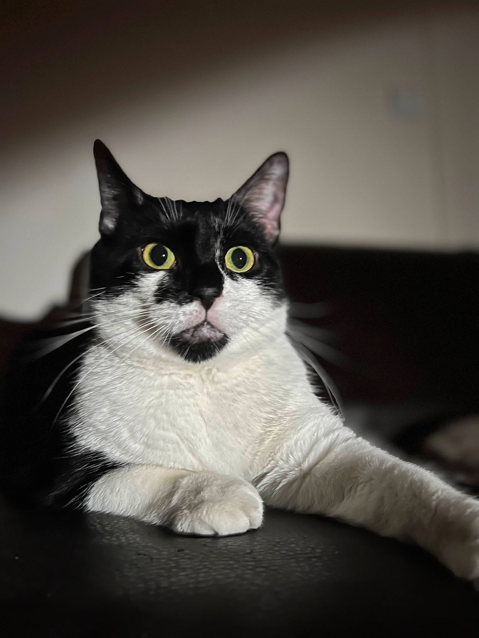 Princesse Maya a rejoint le concours — aidez-le/la à gagner de superbes lots ! box, carnivore, cat, darkness, domestic_short_haired_cat, felidae, fur, grey, monochrome, monochrome_photography, paw, sitting, small_to_medium_sized_cats, snout, still_life_photography, tail, whiskers